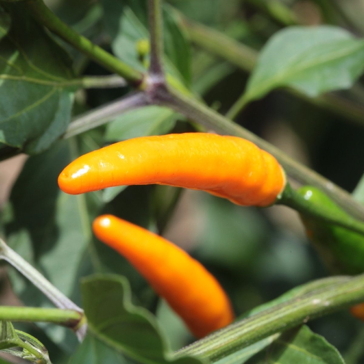 Chilli- Orange Cobra